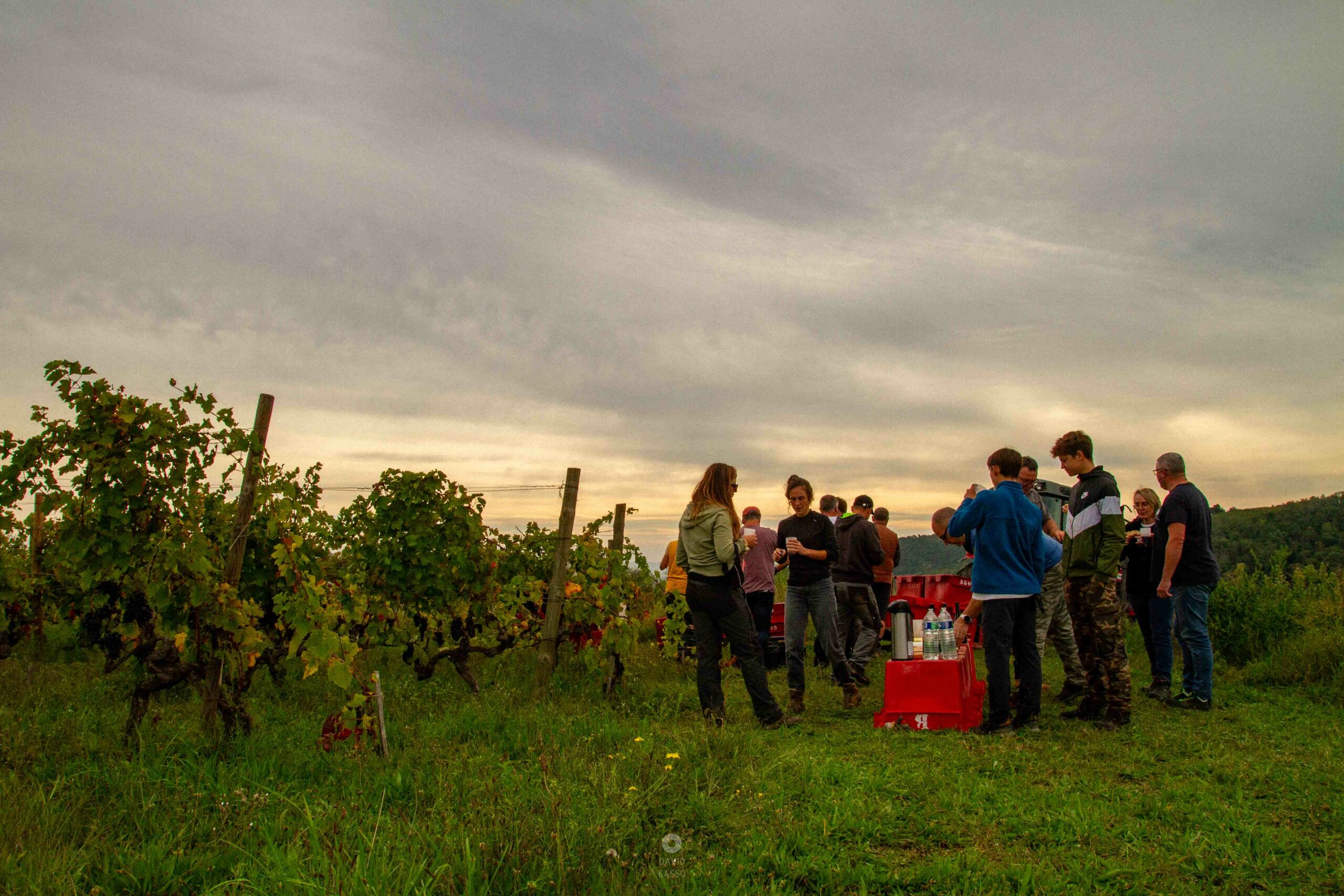 reportage photo vendanges, reportage photo vendanges cueillette raisins, reportage photo vendanges vignoble, reportage photo vendanges silos, david basso, photographe pro, drôme, ardèche,
