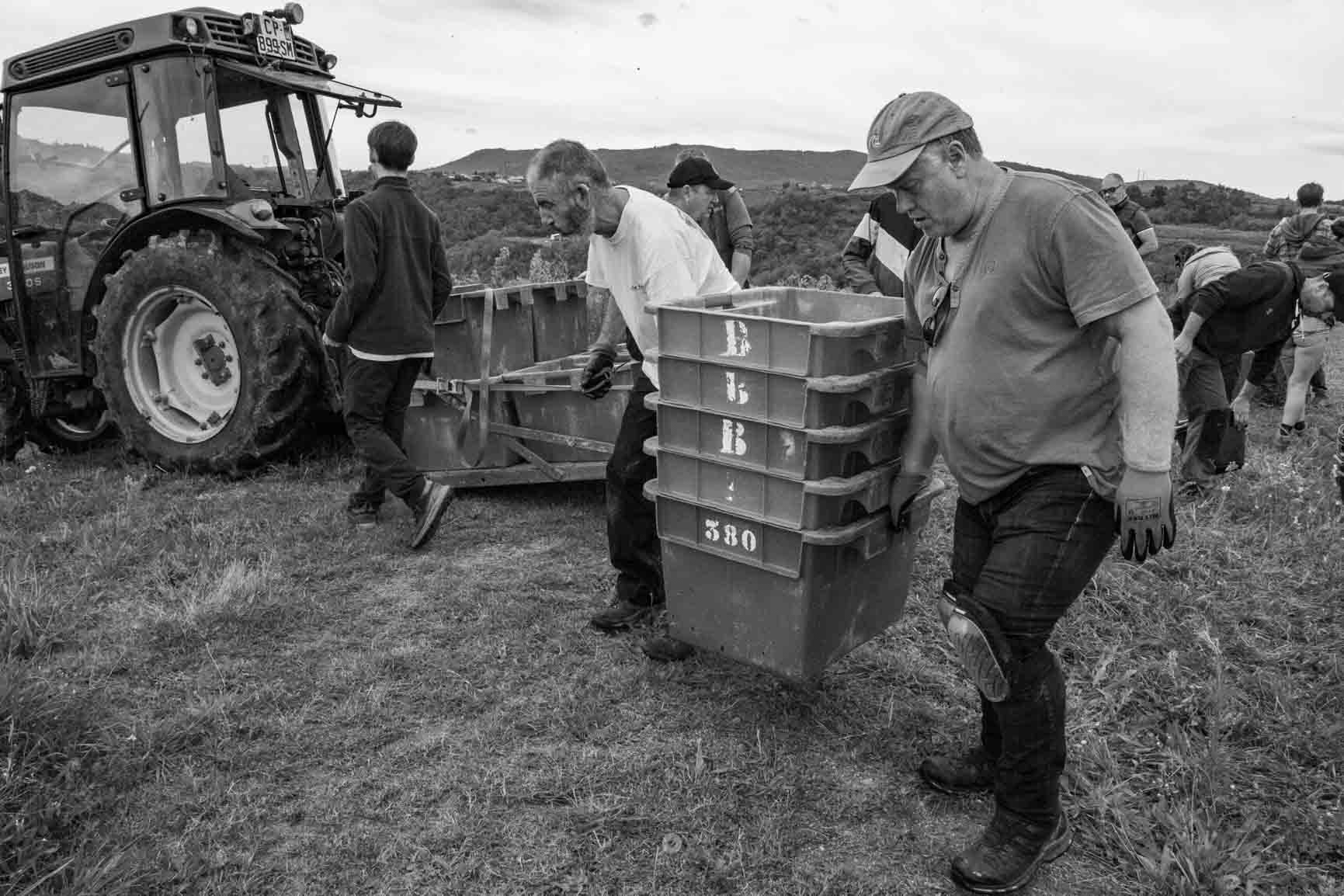 reportage photo vendanges, reportage photo vendanges cueillette raisins, reportage photo vendanges vignoble, reportage photo vendanges silos, david basso, photographe pro, drôme, ardèche,