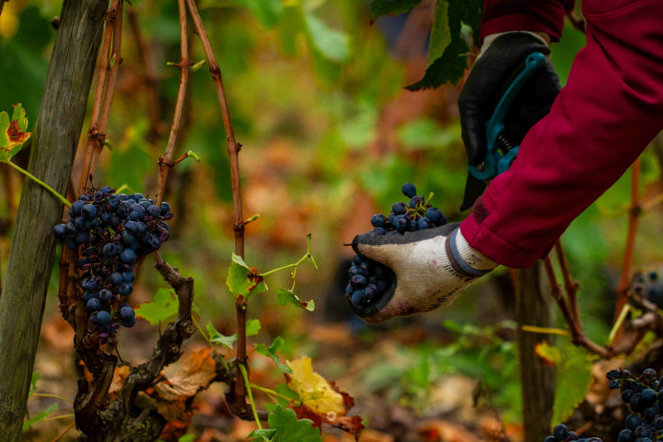 reportage photo vendanges, reportage photo vendanges cueillette raisins, reportage photo vendanges vignoble, reportage photo vendanges silos, david basso, photographe pro, drôme, ardèche,