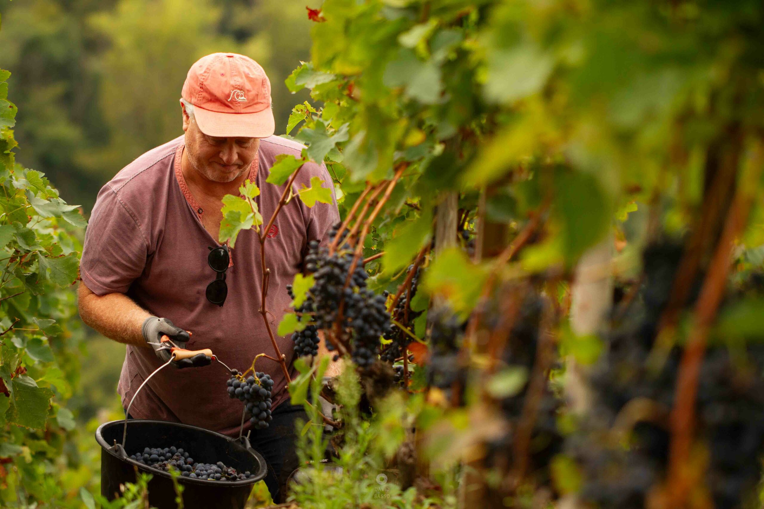 reportage photo vendanges, reportage photo vendanges cueillette raisins, reportage photo vendanges vignoble, reportage photo vendanges silos, david basso, photographe pro, drôme, ardèche,