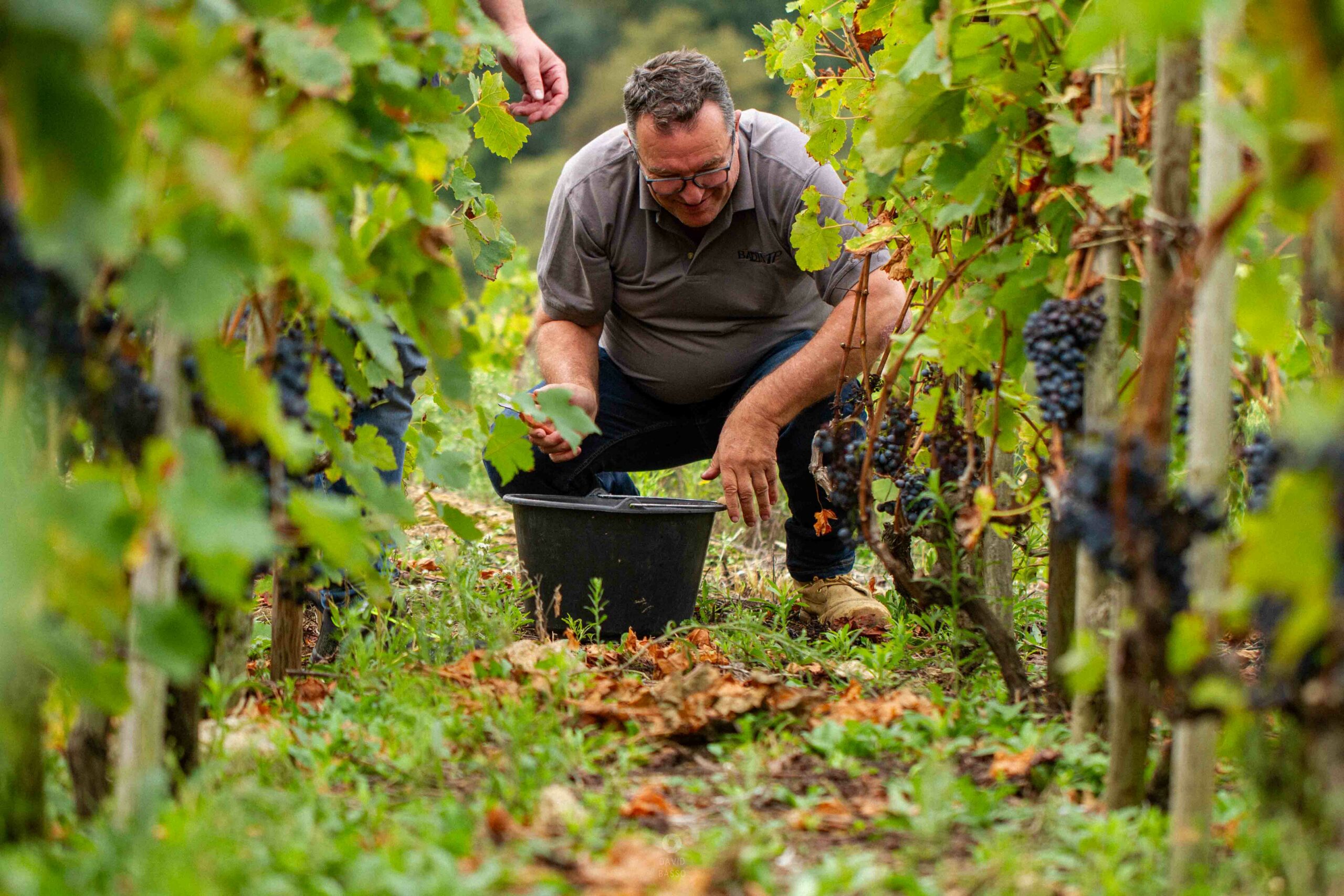 reportage photo vendanges, reportage photo vendanges cueillette raisins, reportage photo vendanges vignoble, reportage photo vendanges silos, david basso, photographe pro, drôme, ardèche,