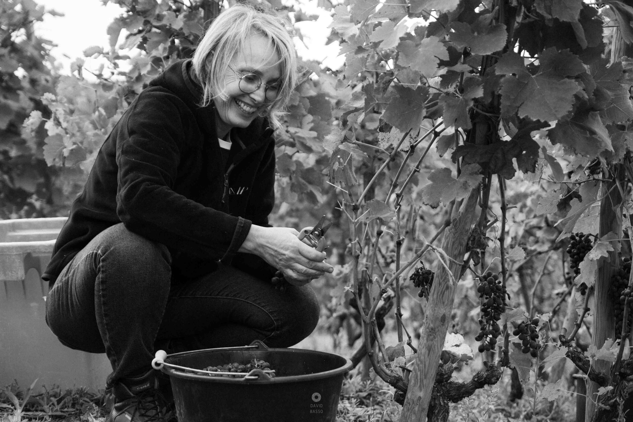 reportage photo vendanges, reportage photo vendanges cueillette raisins, reportage photo vendanges vignoble, reportage photo vendanges silos, david basso, photographe pro, drôme, ardèche,