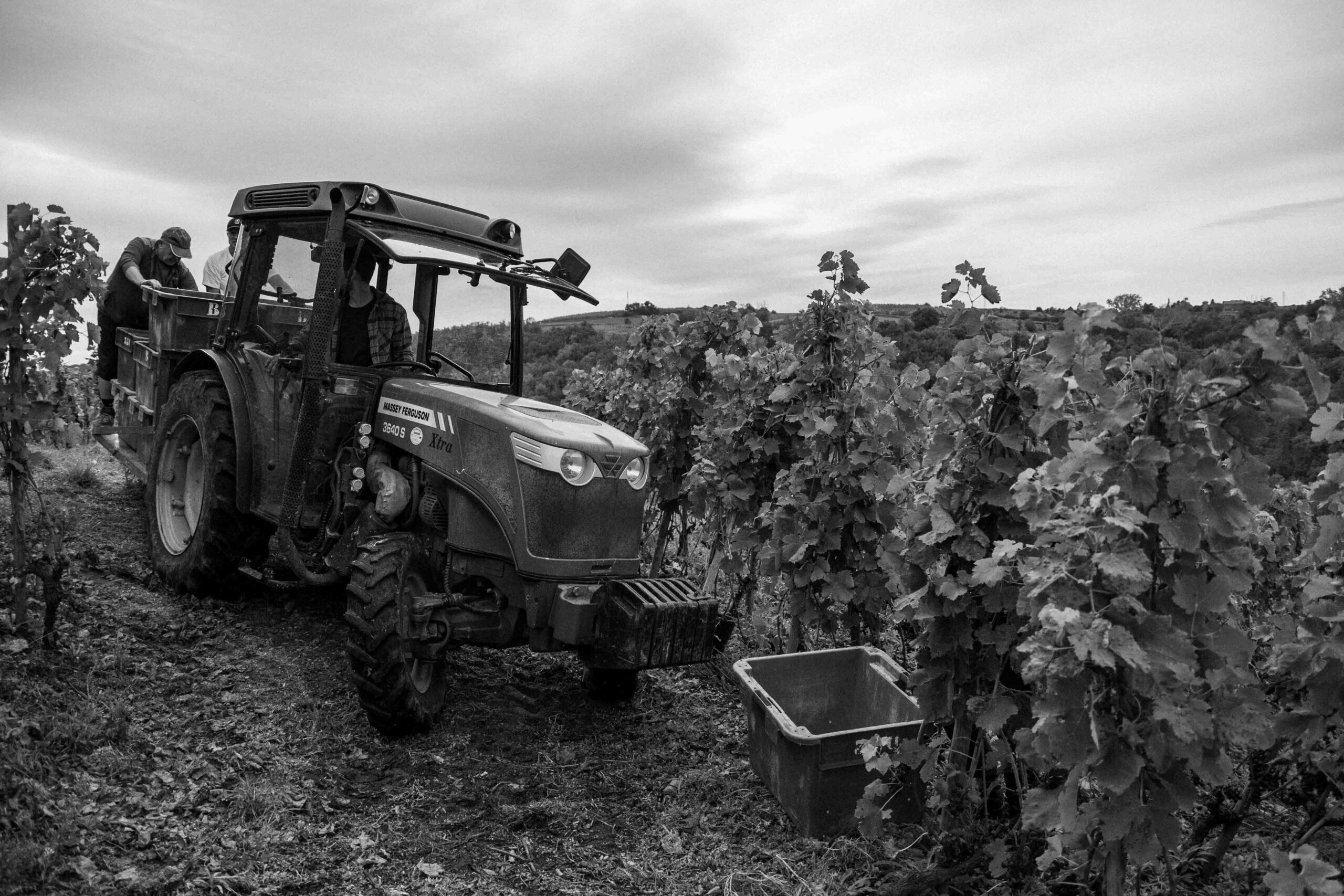 reportage photo vendanges, reportage photo vendanges cueillette raisins, reportage photo vendanges vignoble, reportage photo vendanges silos, david basso, photographe pro, drôme, ardèche,