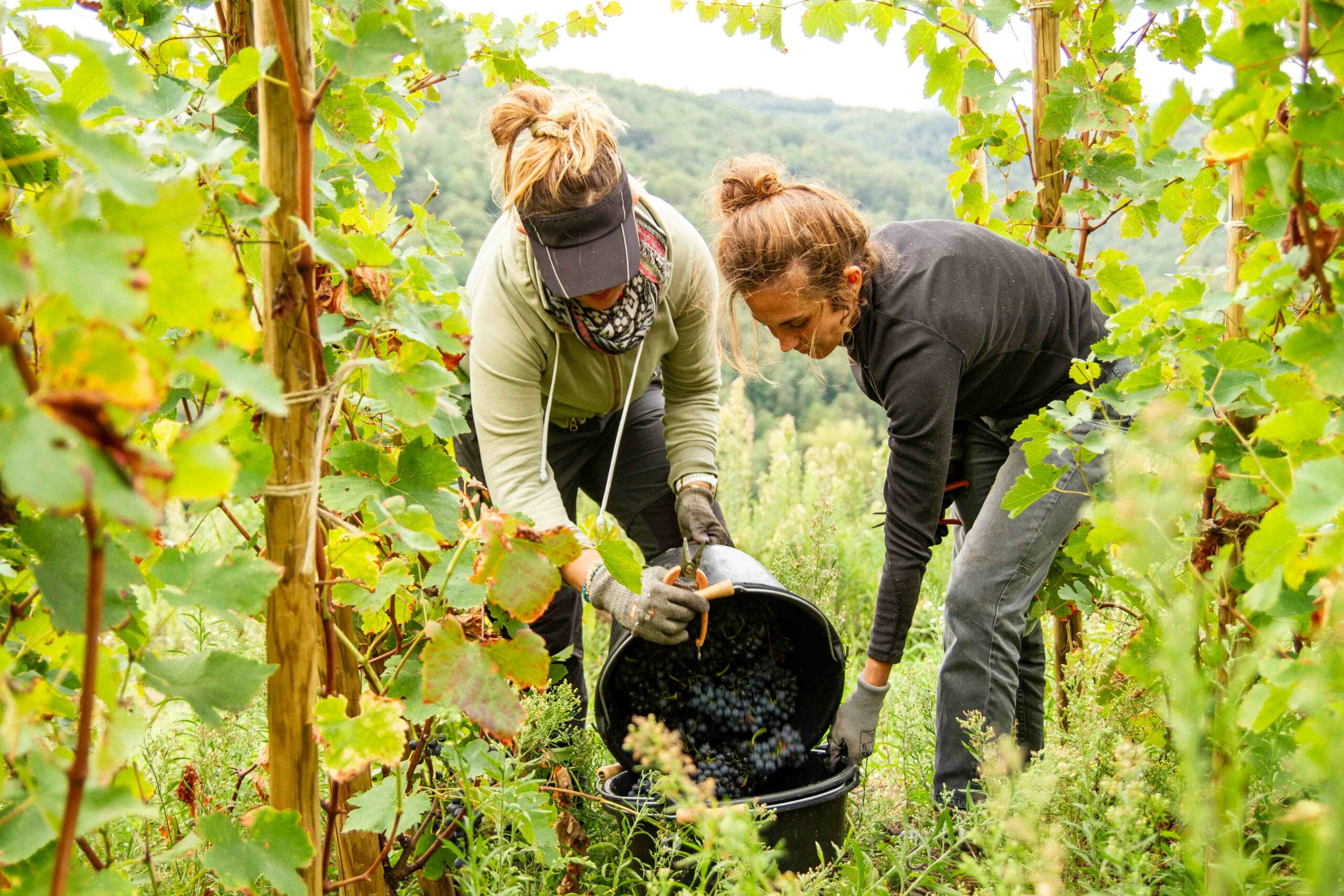 reportage photo vendanges, reportage photo vendanges cueillette raisins, reportage photo vendanges vignoble, reportage photo vendanges silos, david basso, photographe pro, drôme, ardèche,