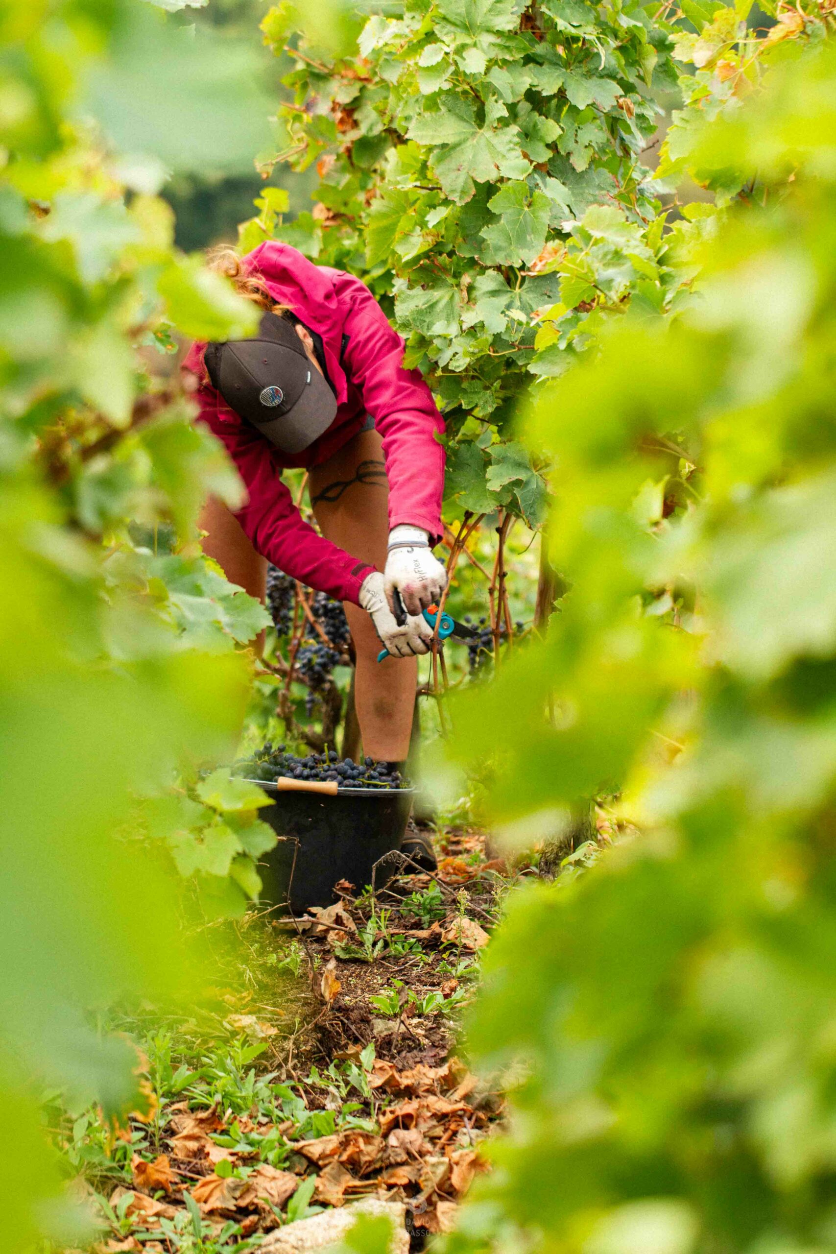 reportage photo vendanges, reportage photo vendanges cueillette raisins, reportage photo vendanges vignoble, reportage photo vendanges silos, david basso, photographe pro, drôme, ardèche,