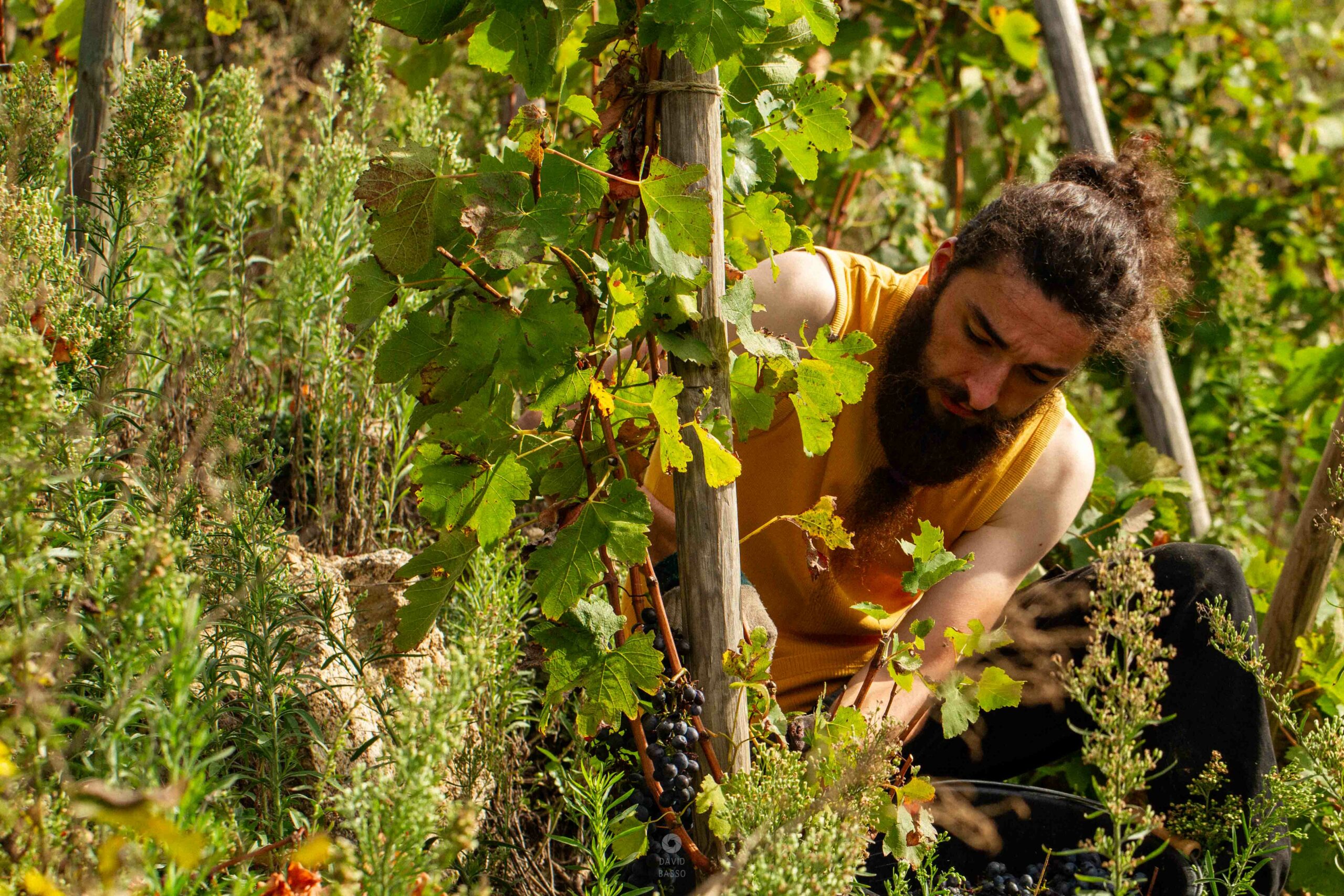 reportage photo vendanges, reportage photo vendanges cueillette raisins, reportage photo vendanges vignoble, reportage photo vendanges silos, david basso, photographe pro, drôme, ardèche,