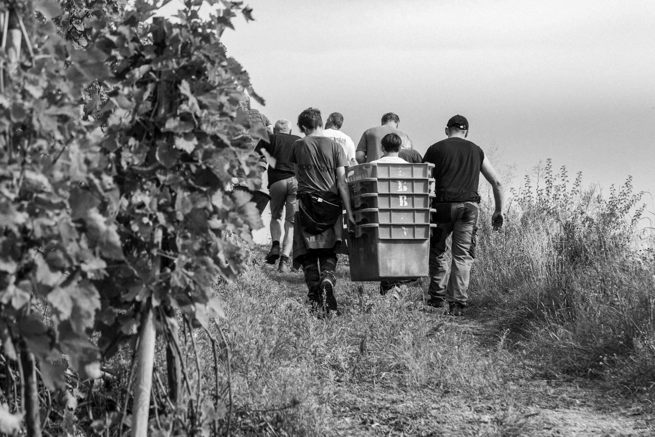 reportage photo vendanges, reportage photo vendanges cueillette raisins, reportage photo vendanges vignoble, reportage photo vendanges silos, david basso, photographe pro, drôme, ardèche,