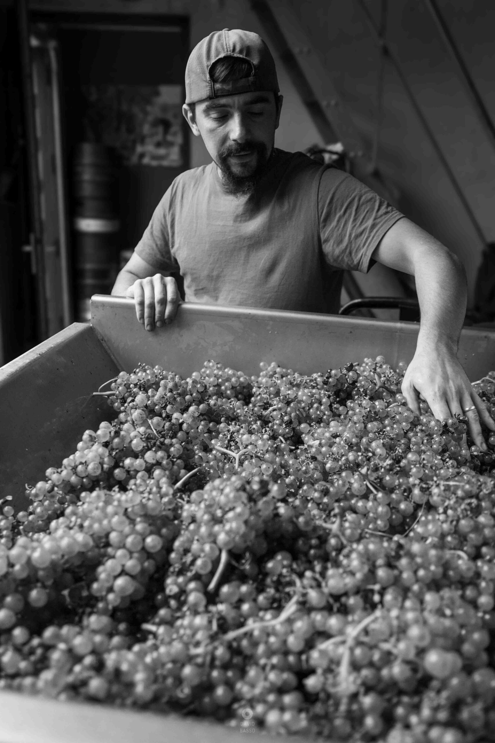 reportage photo vendanges, reportage photo vendanges cueillette raisins, reportage photo vendanges vignoble, reportage photo vendanges silos, david basso, photographe pro, drôme, ardèche,