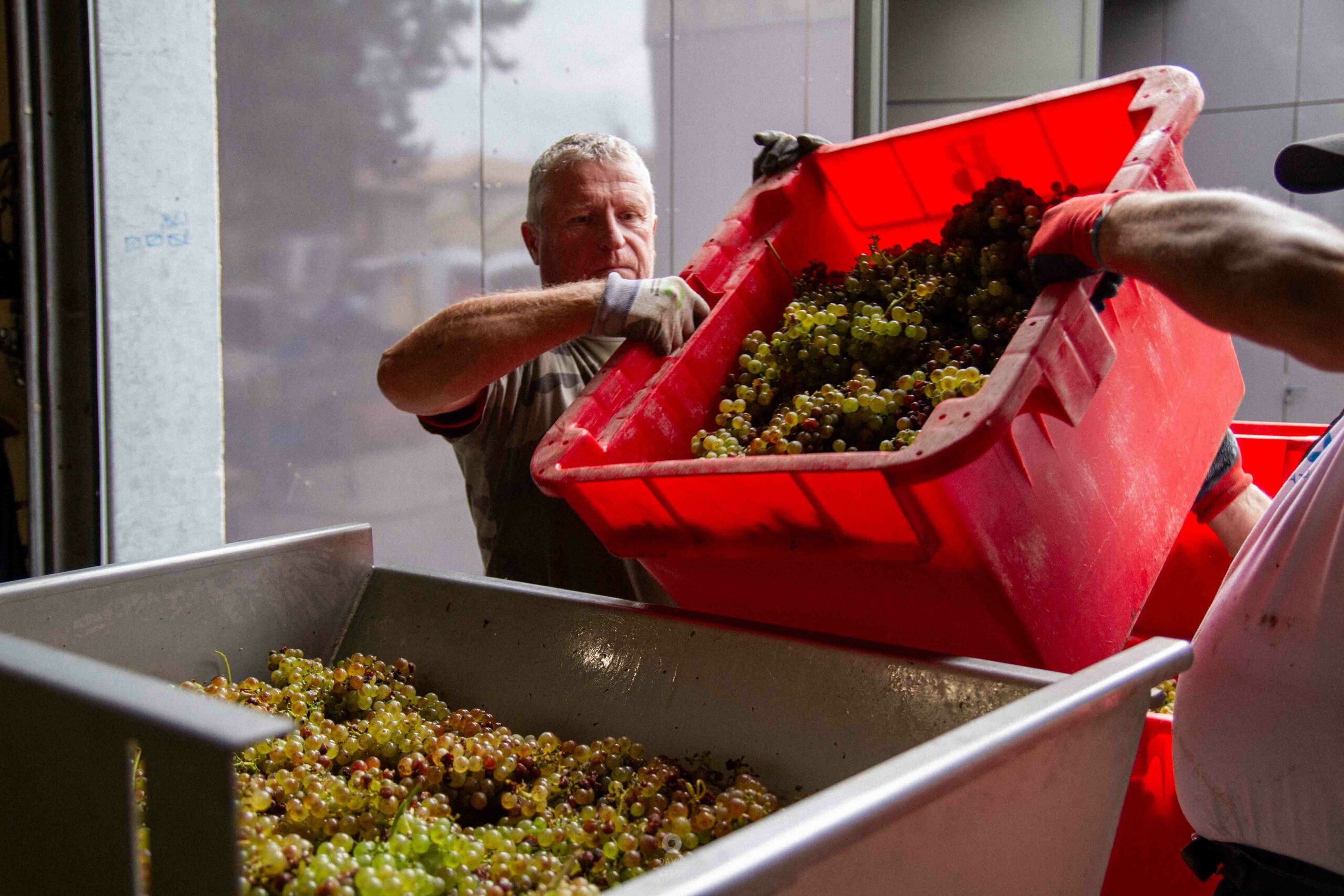 reportage photo vendanges, reportage photo vendanges cueillette raisins, reportage photo vendanges vignoble, reportage photo vendanges silos, david basso, photographe pro, drôme, ardèche,