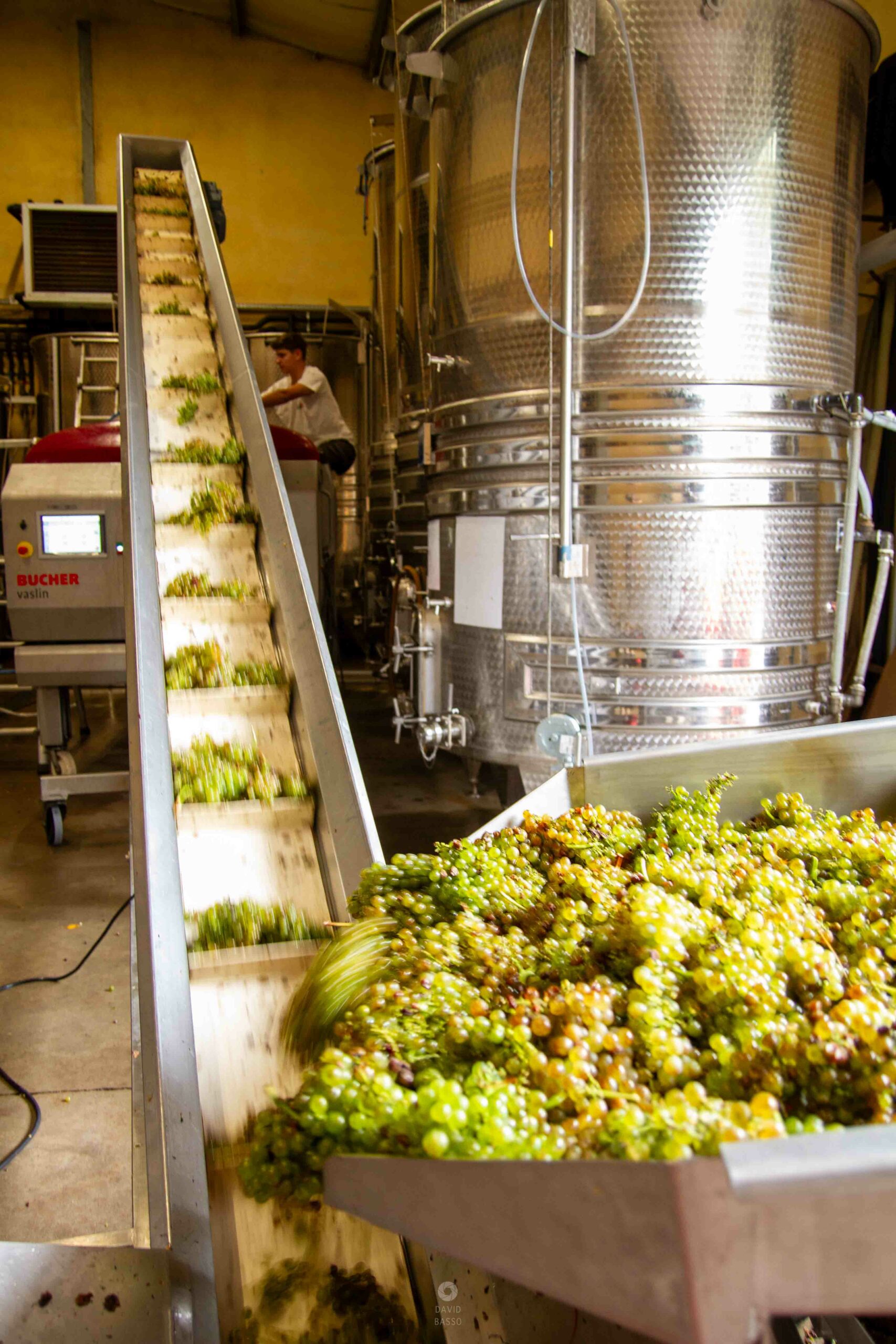 reportage photo vendanges, reportage photo vendanges cueillette raisins, reportage photo vendanges vignoble, reportage photo vendanges silos, david basso, photographe pro, drôme, ardèche,
