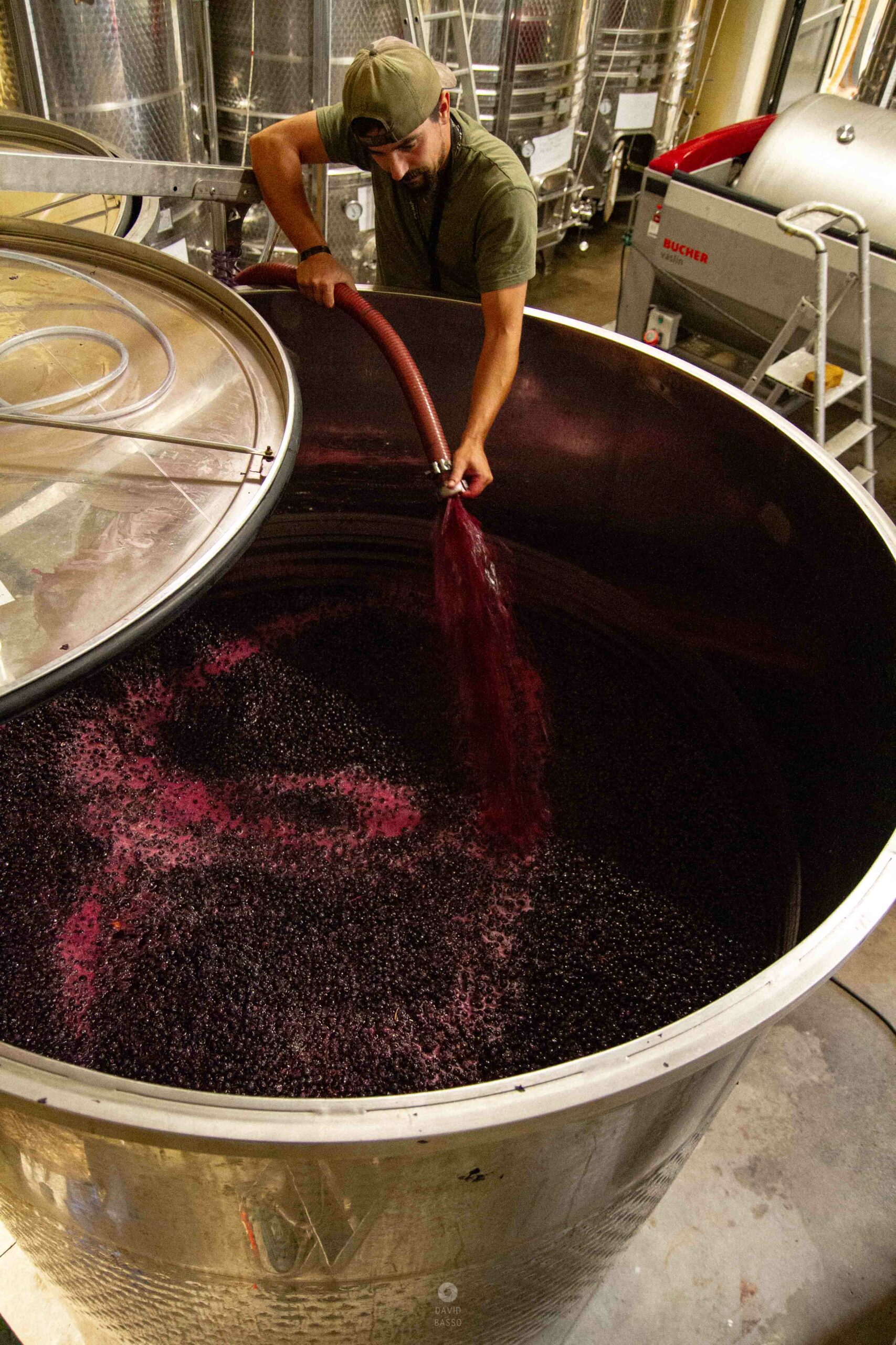 reportage photo vendanges, reportage photo vendanges cueillette raisins, reportage photo vendanges vignoble, reportage photo vendanges silos, david basso, photographe pro, drôme, ardèche,