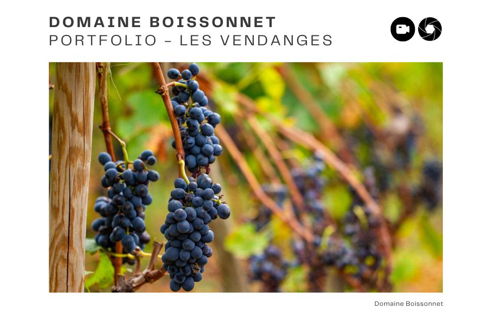 reportage photo vendanges, reportage photo vendanges cueillette raisins, reportage photo vendanges vignoble, reportage photo vendanges silos, david basso, photographe pro, drôme, ardèche,